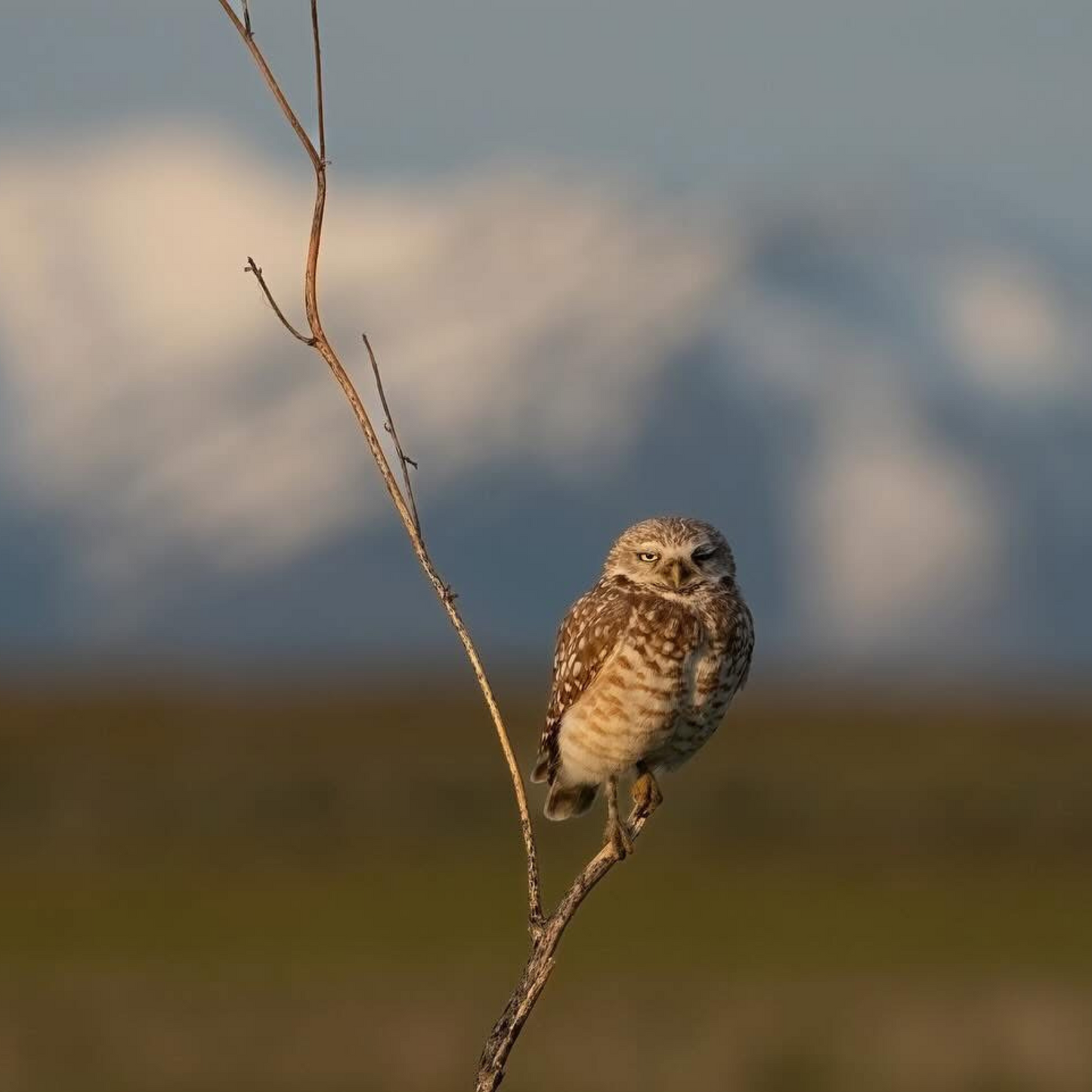 Antelope Island Burrowing Owl Premium Sticker