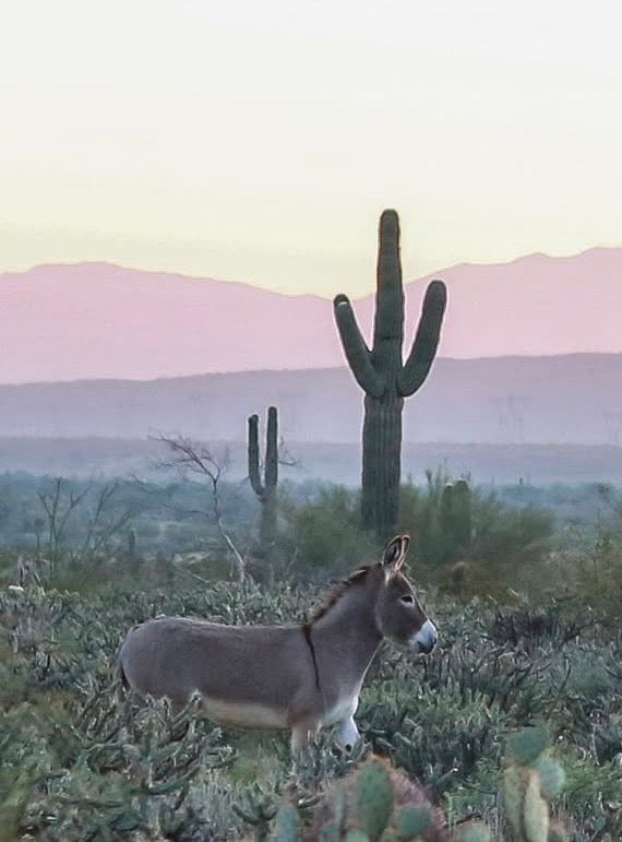 Wild Burro - Arizona Desert Premium Sticker