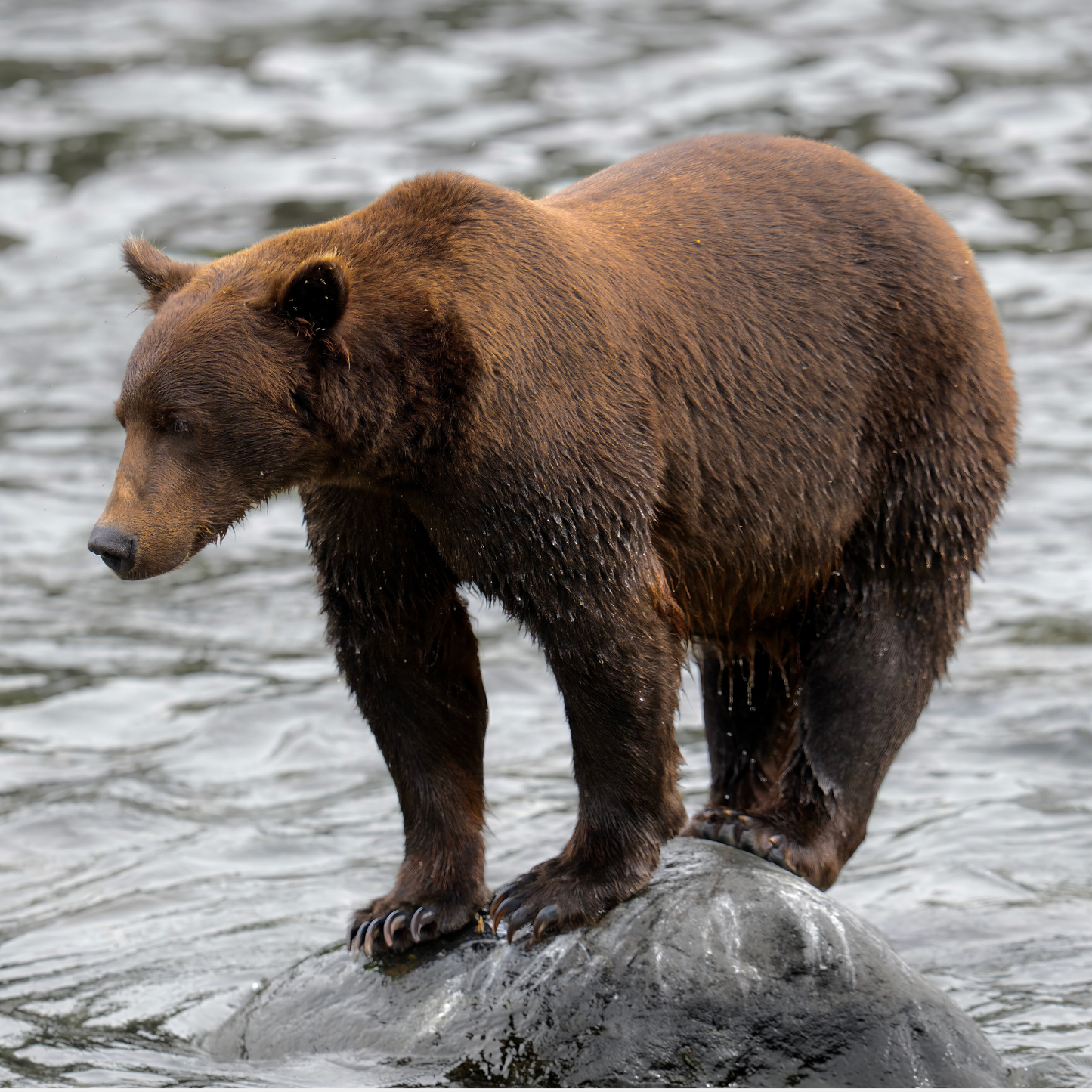 Katmai Sentinel: The Watchful Brown Bear of Brooks Falls