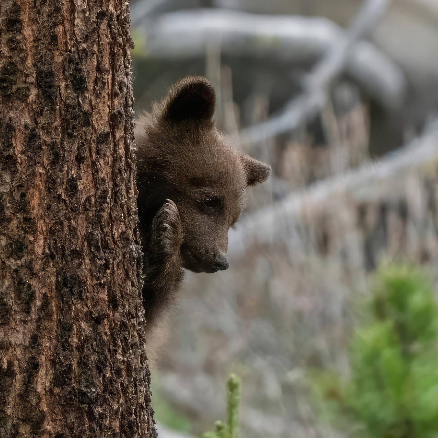 Peekaboo Premium Yellowstone Sticker