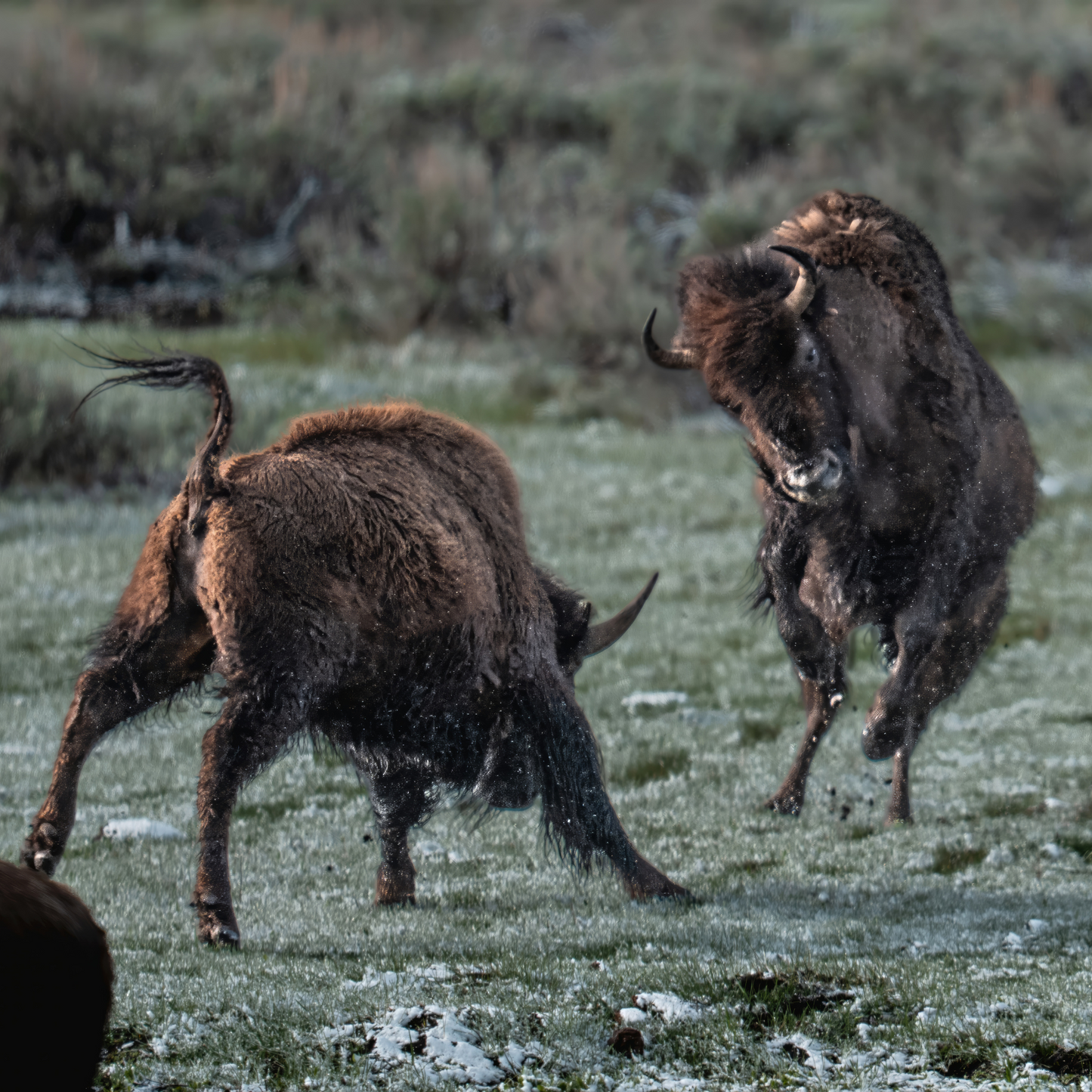 American Bison - Yellowstone Premium Sticker