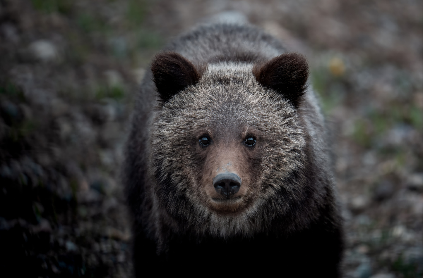 Solo Survivor Hoodie