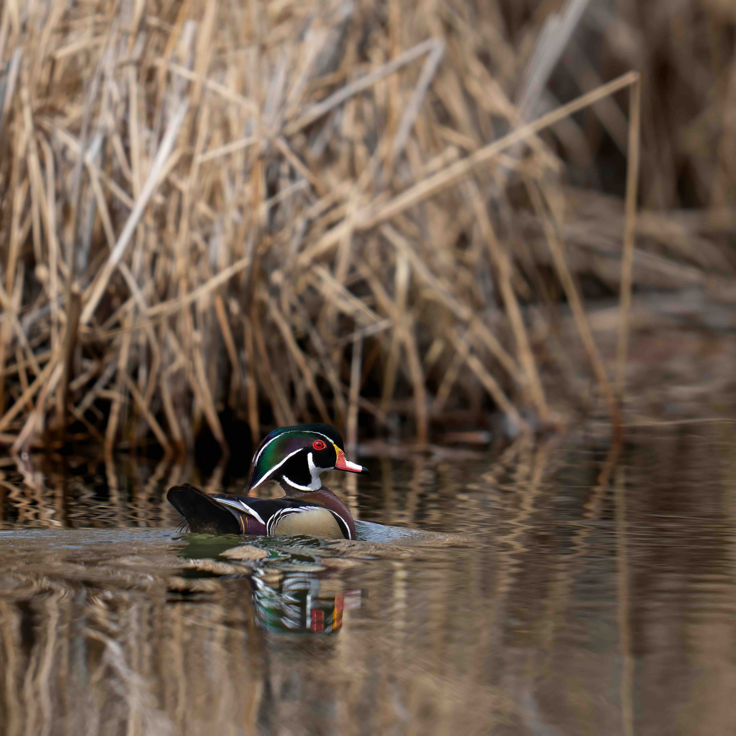 Wood Duck - Utah Premium Sticker