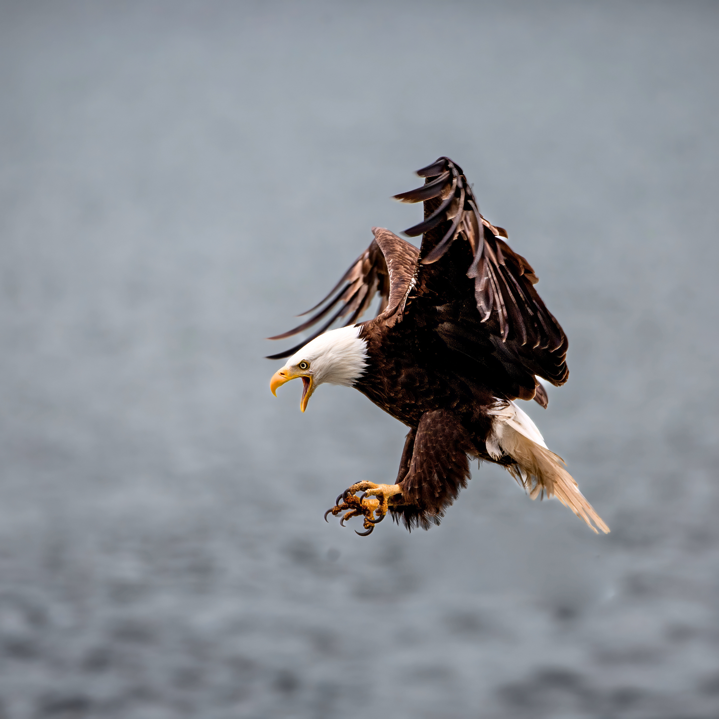 Talons - Alaska Bald Eagle