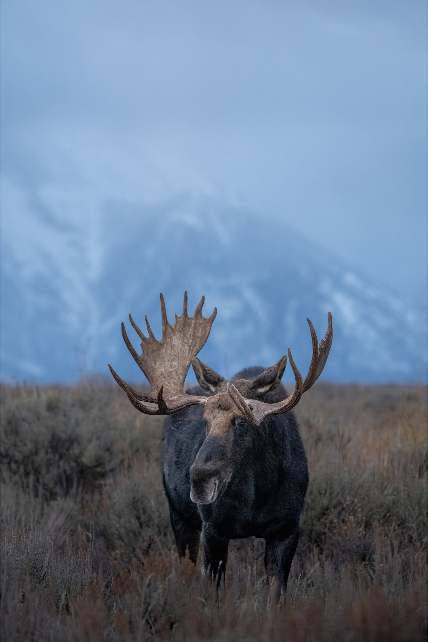 Teton Bull Moose