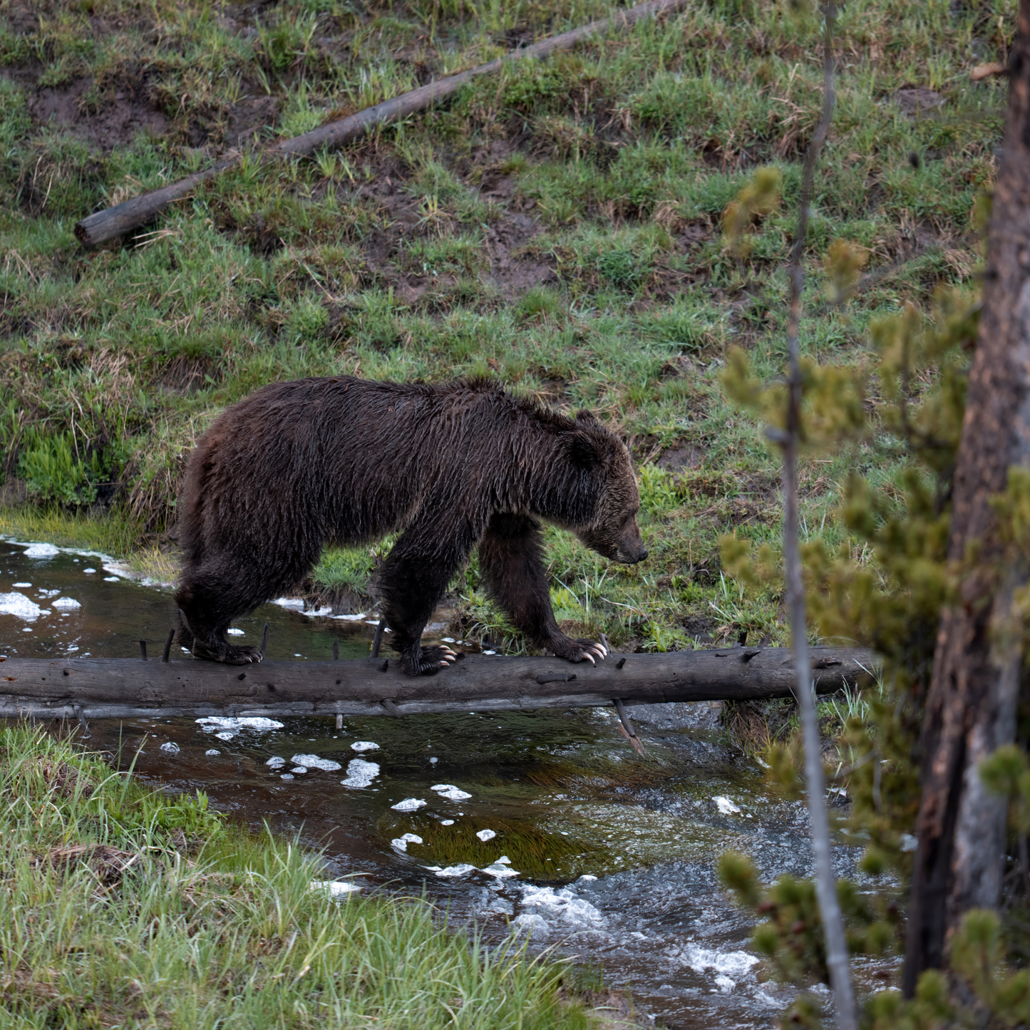 Yellowstone River Crossing Tee