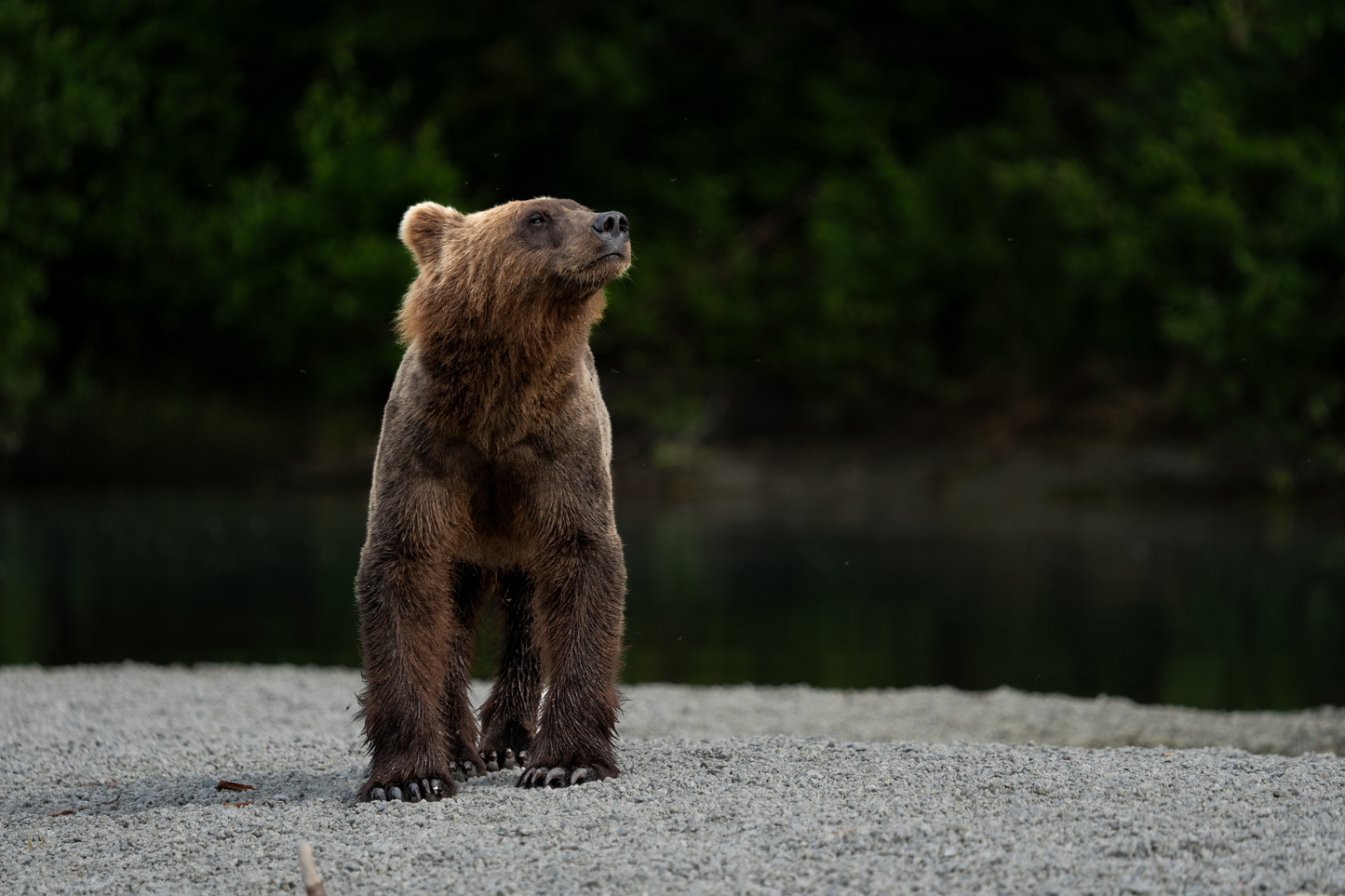 Alaskan Brown Bear
