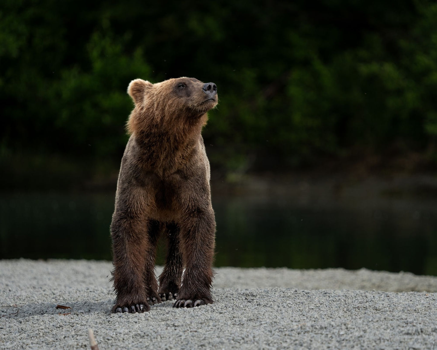 Alaskan Glacier Brown Bear Premium Sticker