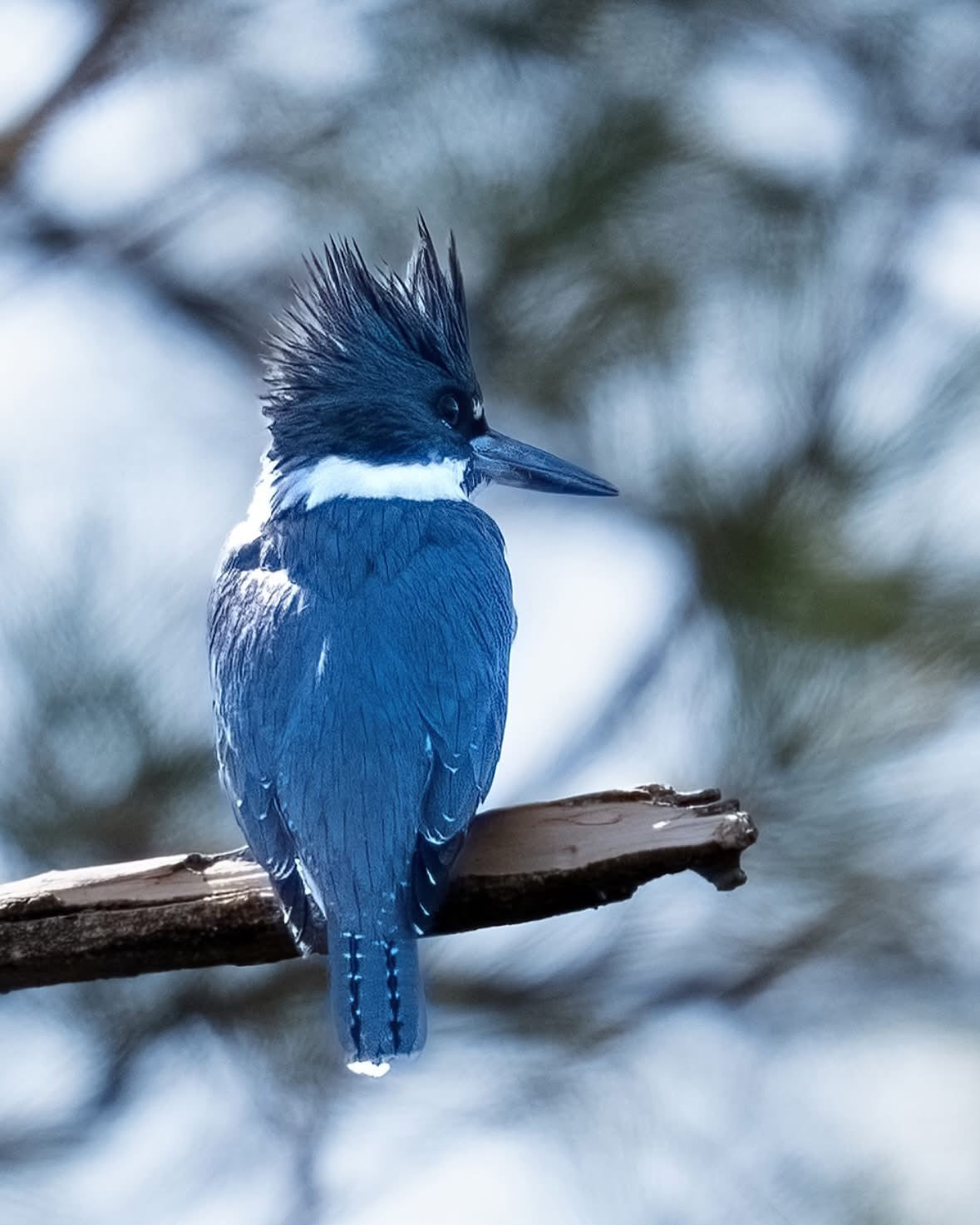 Kingfisher Premium Sticker
