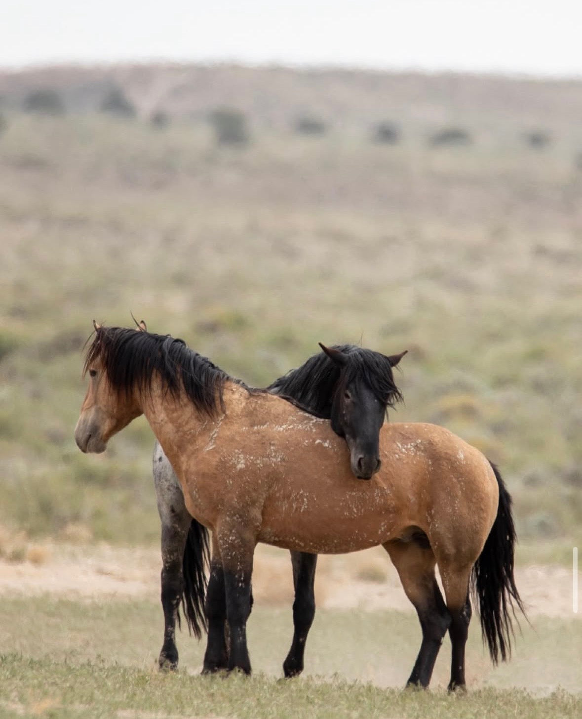Onaqui Mustangs - Wild West Premium Sticker