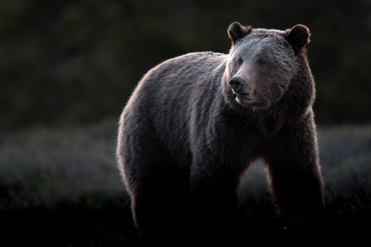 Quiet Grace - Teton Grizzly