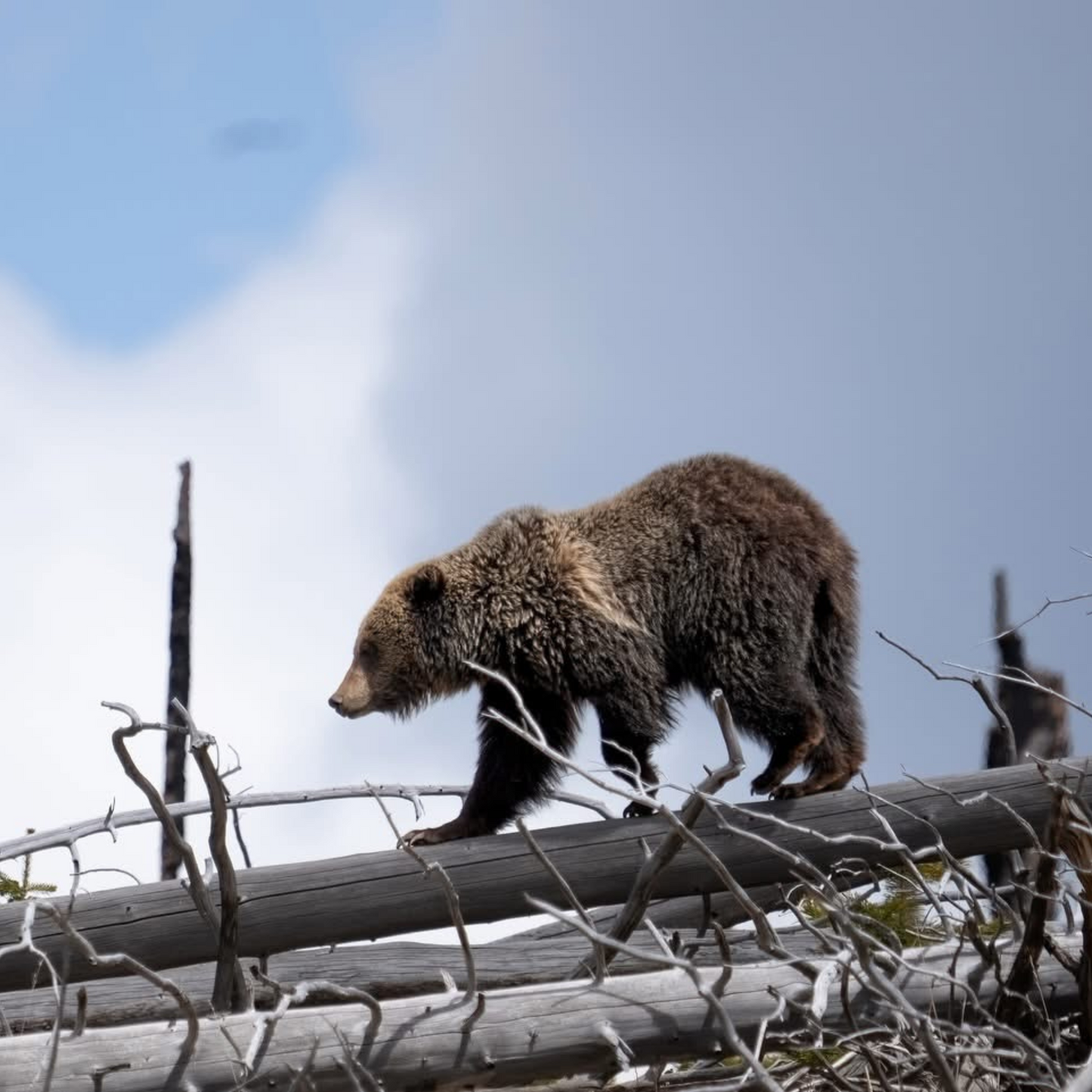 Yellowstone Grizzly - Jam Premium Sticker